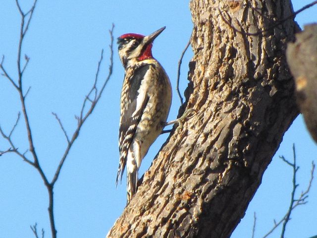 Yellow-bellied Sapsucker